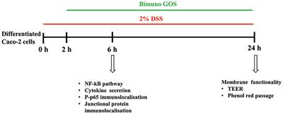 Galactooligosaccharide Treatment Alleviates DSS-Induced Colonic Inflammation in Caco-2 Cell Model